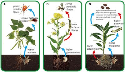 Microbial Root Mutualists Affect the Predators and Pathogens of Herbivores above Ground: Mechanisms, Magnitudes, and Missing Links